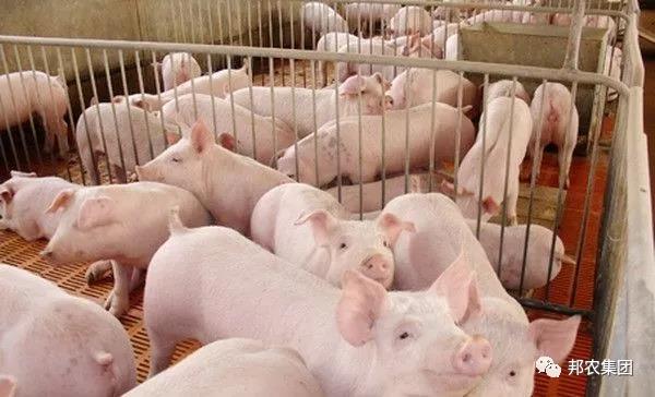 【中原邦農(nóng)】未來(lái)3~5年(nián)，誰還(hái)在養豬，誰還(hái)能(néng)養豬？