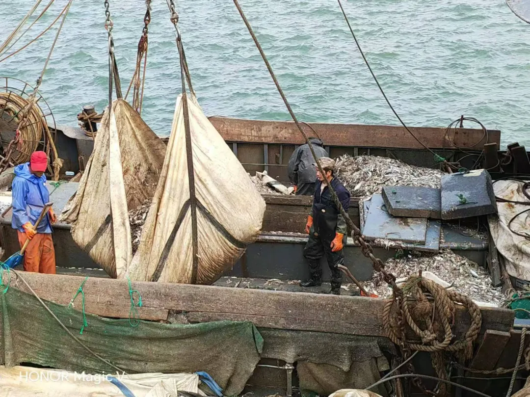 源頭直采，品質保證：中原邦農(nóng)董事(shì)親赴漁港，源頭把控魚粉品質，助力飼料品質升級！